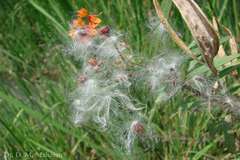 Asclepias curassavica